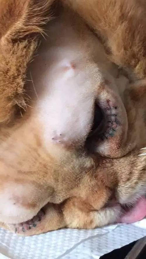 D180-差点儿五尸一命的“猫劫日”