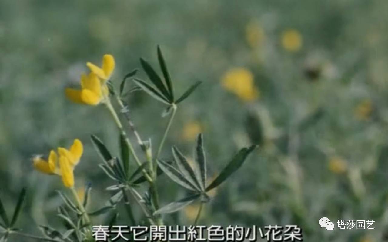 除了康乃馨以外送给妈妈什么花,代表母亲的花是康乃馨