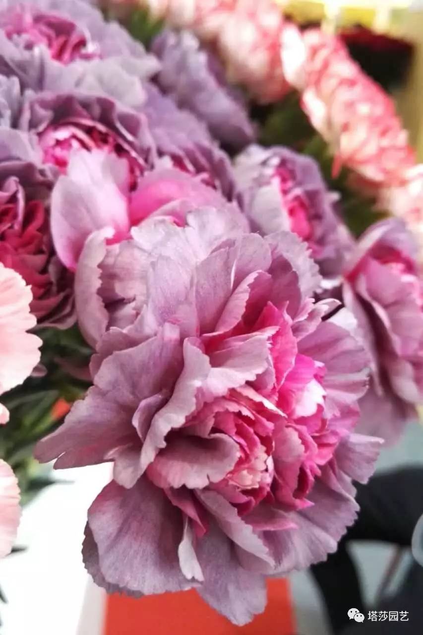 除了康乃馨以外送给妈妈什么花,代表母亲的花是康乃馨