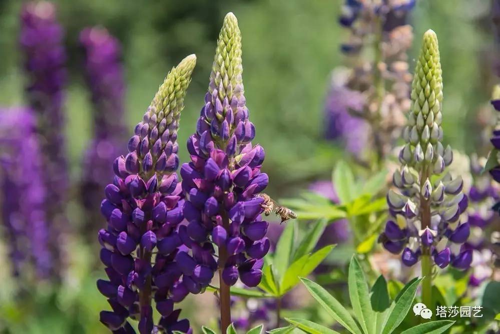 除了康乃馨以外送给妈妈什么花,代表母亲的花是康乃馨