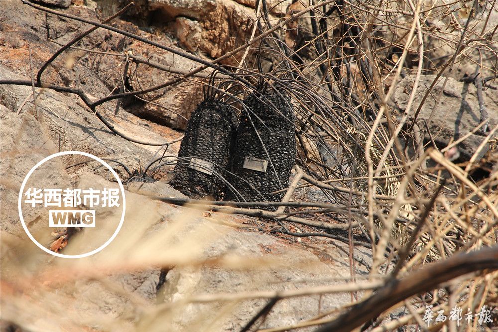 苏铁被称为什么地球上的活化石,苏铁是活化石植物吗