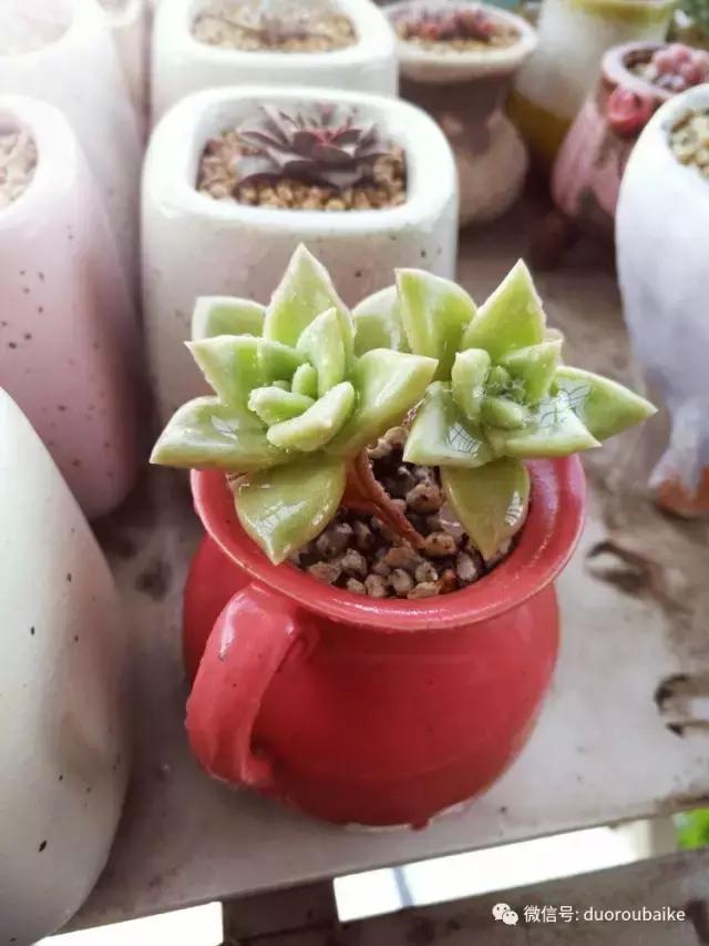 老桩多肉爱生根吗,多肉老法师老桩名品