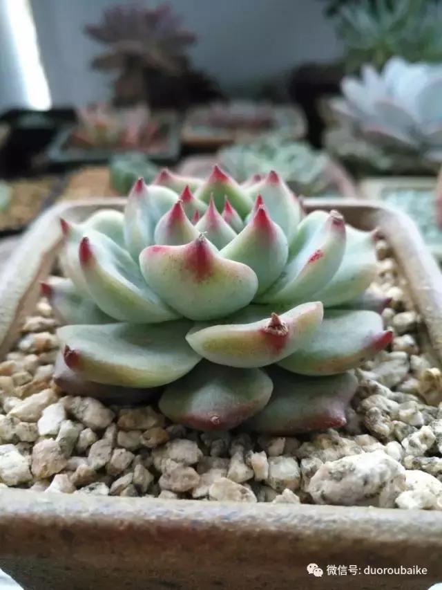 老桩多肉爱生根吗,多肉老法师老桩名品