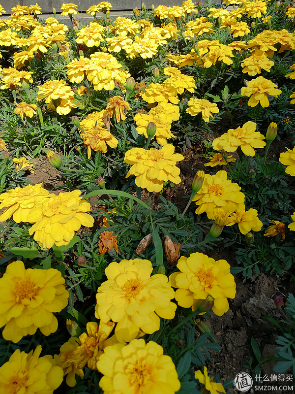 华为mate8与光荣v9哪款更流畅不卡,光荣v9鸿蒙2.0.0.125版本好用吗