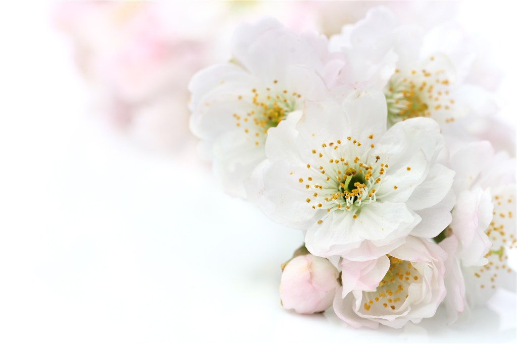 生日专用花语大全,生日花语大全9月