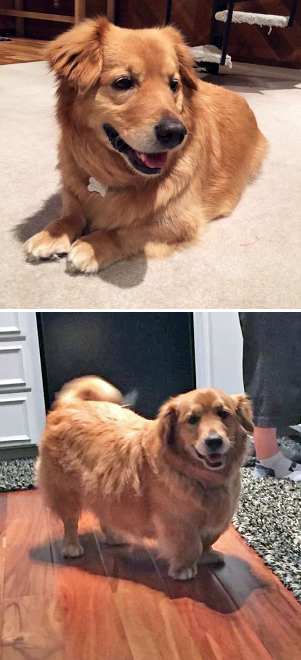 柯基犬和土狗生的串串狗,柯基和各个犬种串串