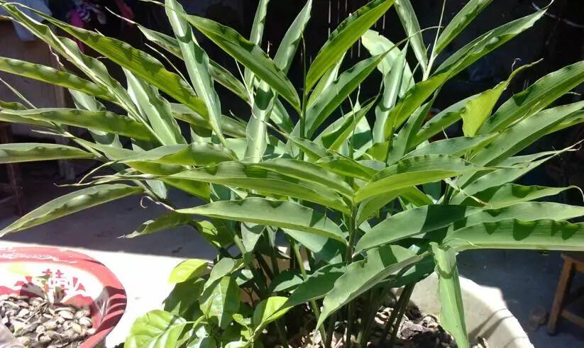 家庭阳台种生姜影响风水吗,阳台种姜技术视频全过程