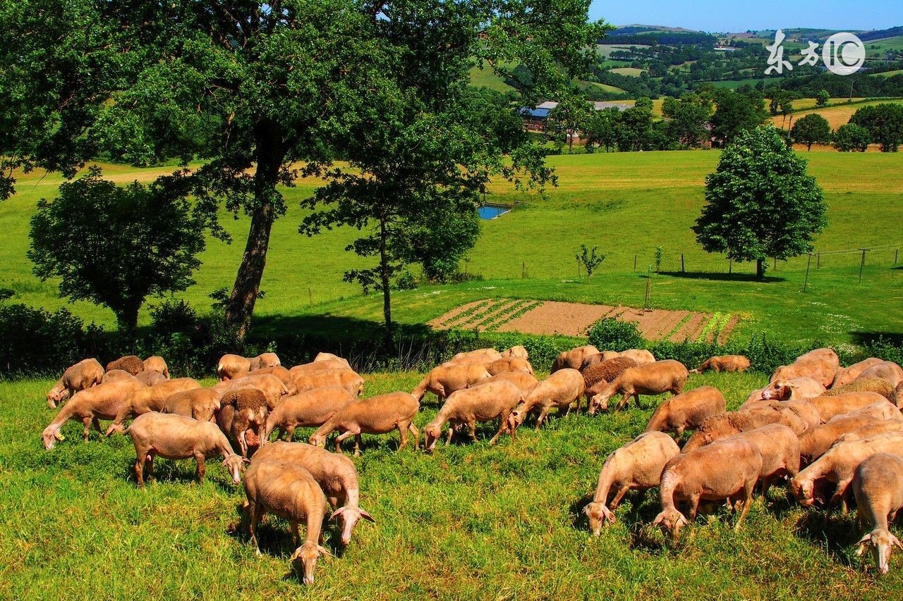 易经说属马和羊有什么说法,姓氏袁与属相蛇冲吗