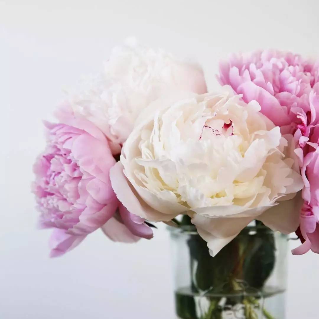 除了康乃馨还可以送母亲什么花,母亲节适合送妈妈的花康乃馨