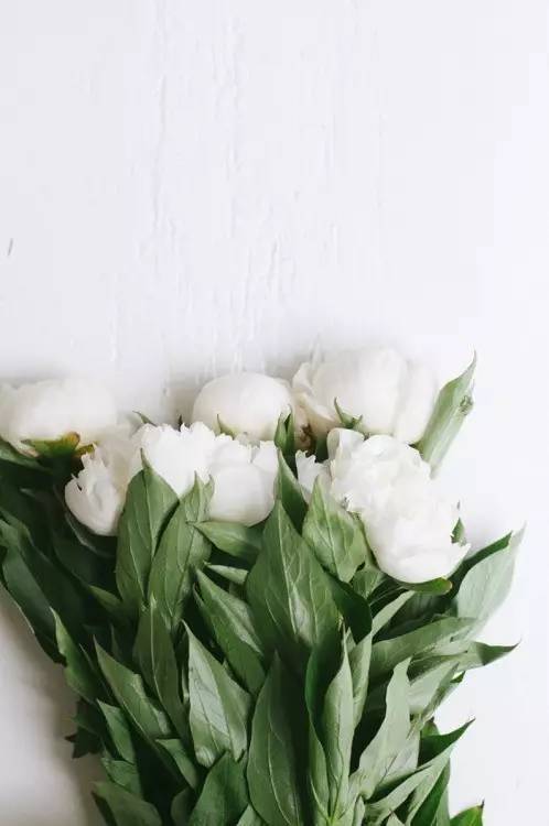 除了康乃馨还可以送母亲什么花,母亲节适合送妈妈的花康乃馨