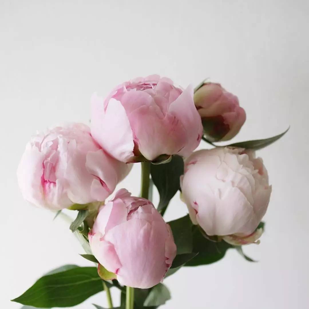 除了康乃馨还可以送母亲什么花,母亲节适合送妈妈的花康乃馨