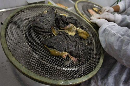 鱼子酱经典场面,带你探寻顶级鱼子酱的加工流程