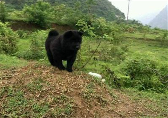 正宗土松狮犬出售,一千块的土松狮