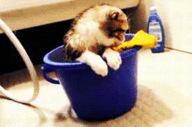 猫咪洗澡科普,暴躁猫咪洗澡