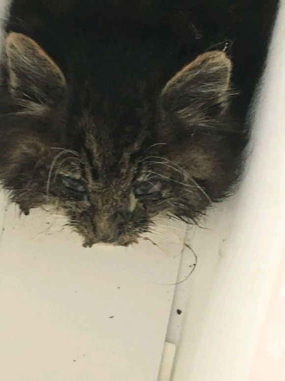 在路上捡到流浪猫可养吗,女子在野外捡了一只猫