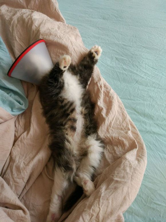 在路上捡到流浪猫可养吗,女子在野外捡了一只猫