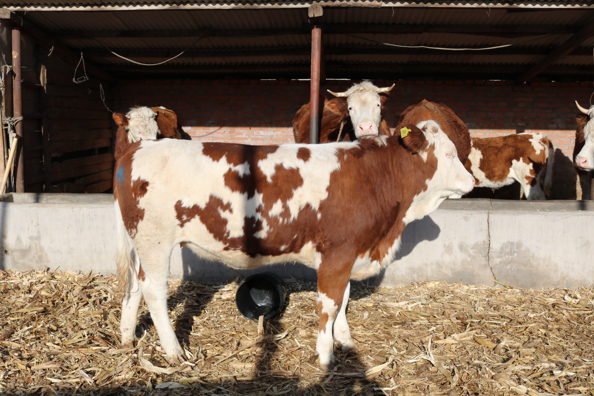 猪口蹄疫的正确治疗方法,羊口蹄疫的病症图片