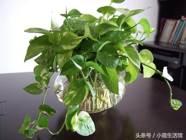 绿萝用一层花盆养需要注意什么,绿萝怎么养叶子油亮