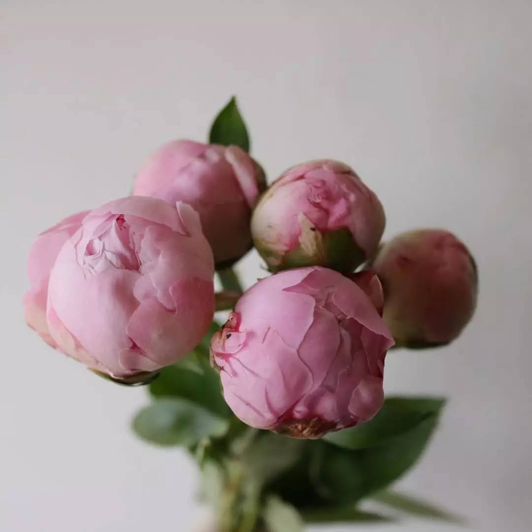 除了康乃馨还可以送母亲什么花,母亲节适合送妈妈的花康乃馨