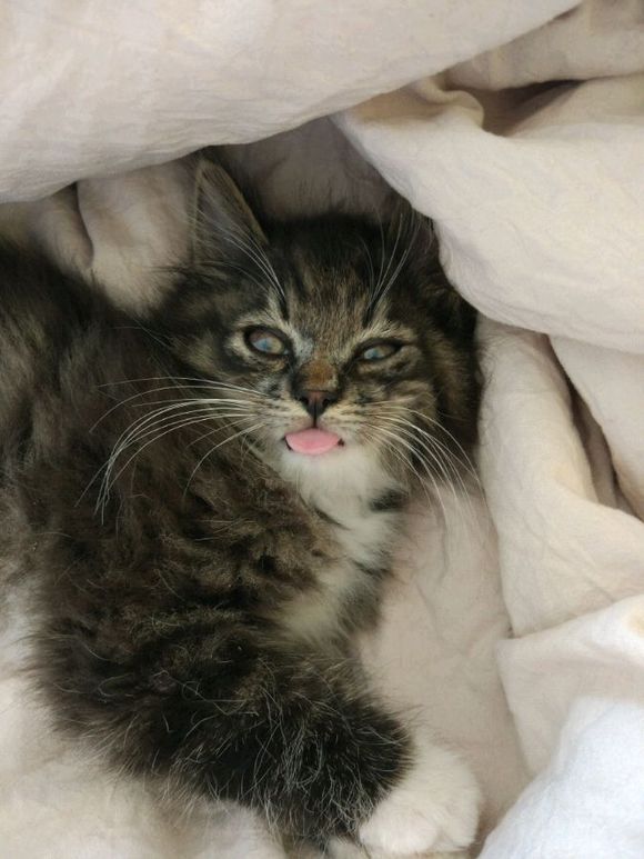 在路上捡到流浪猫可养吗,女子在野外捡了一只猫