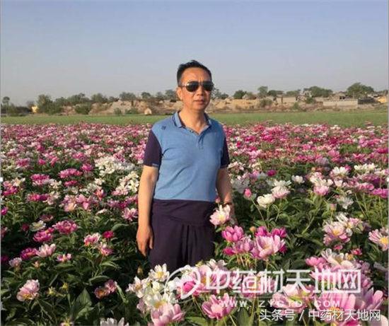 白芍种植山西,一亩地种植多少白芍苗子