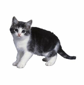 ps直接选择工具怎么变形,ps图片变形调整工具