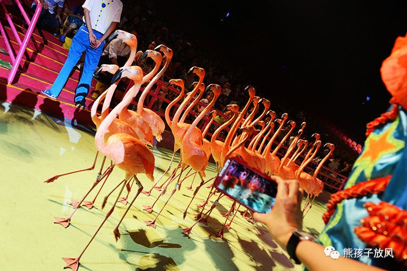 旅游攻略广州长隆野生动物园,游玩广州长隆野生动物园攻略