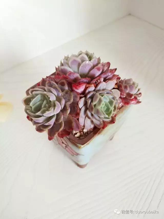 老桩多肉爱生根吗,多肉老法师老桩名品