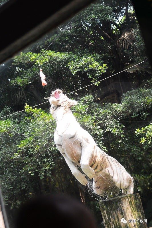 广州长隆野生动物园游玩攻略,广州长隆野生动物园攻略自由行