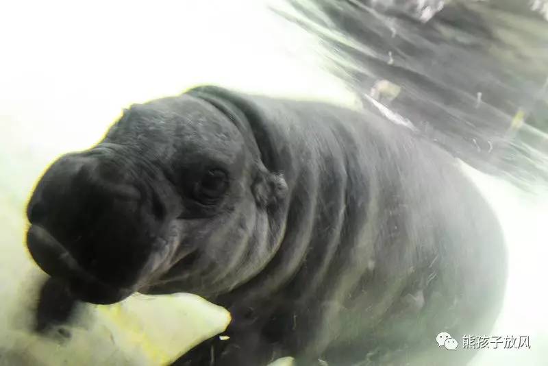 广州长隆野生动物园游玩攻略,广州长隆野生动物园攻略自由行