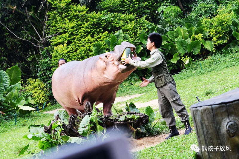广州长隆野生动物园游玩攻略,广州长隆野生动物园攻略自由行