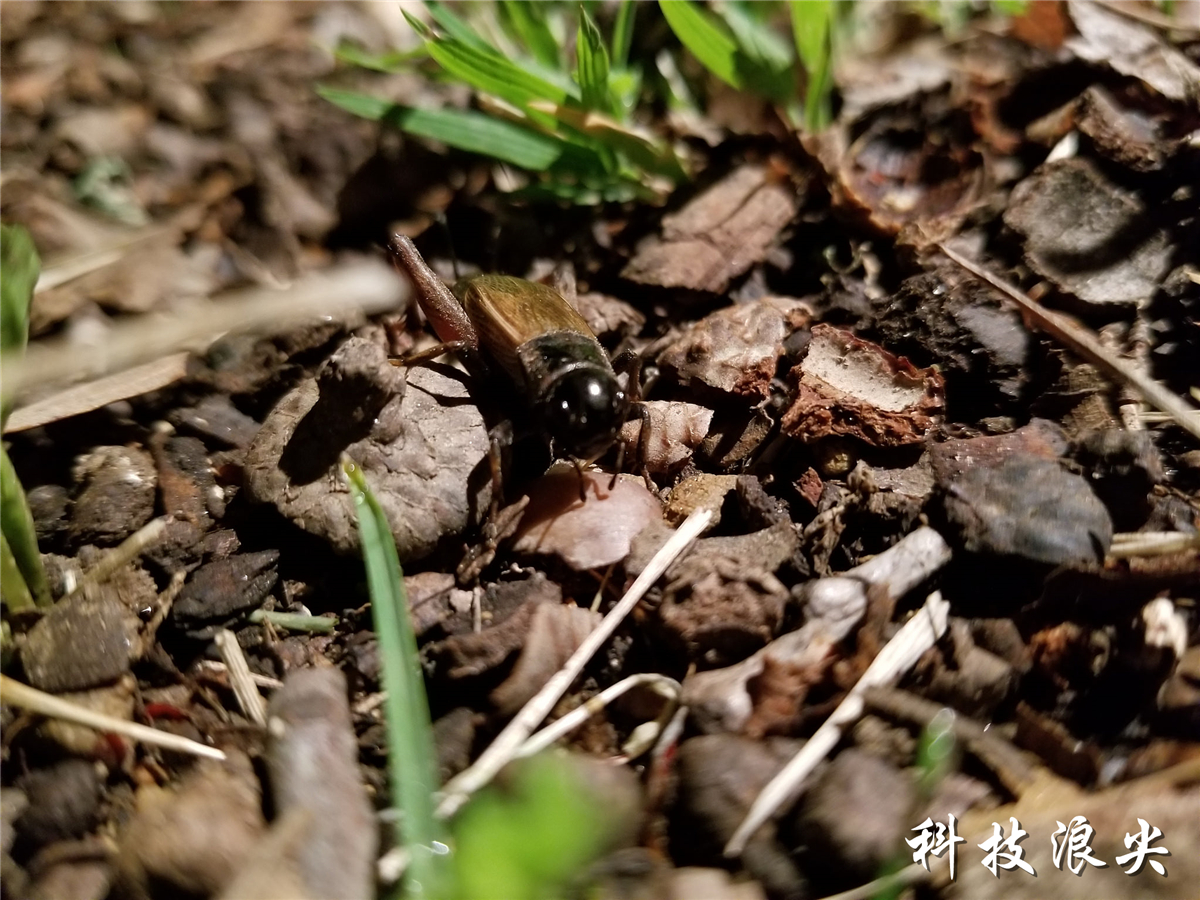 三星s8和s8+哪个更值得入手,三星s8轻奢版与s8参数详细对比