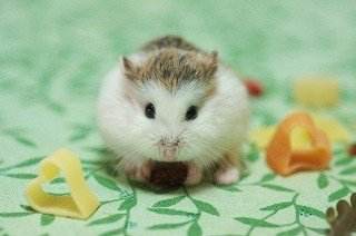 仓鼠在笼子里怎么跟我们接触,怎么让仓鼠趴笼子里去玩