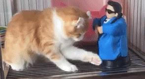 猫咪哪有那么多坏心思,猫咪的那些可爱行为