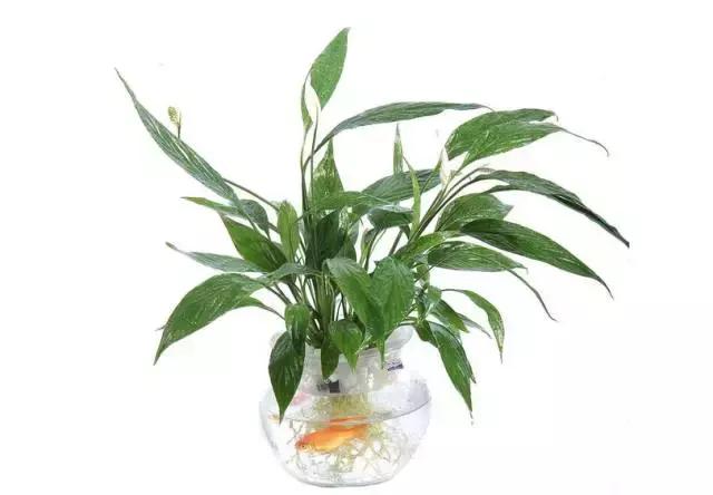 姘村煿鐜夋爲妞嶇墿,鐩嗘牻鐨勯搧鏍戝彲浠ユ按鍩瑰悧