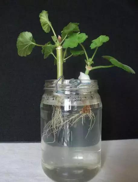 姘村煿鐜夋爲妞嶇墿,鐩嗘牻鐨勯搧鏍戝彲浠ユ按鍩瑰悧