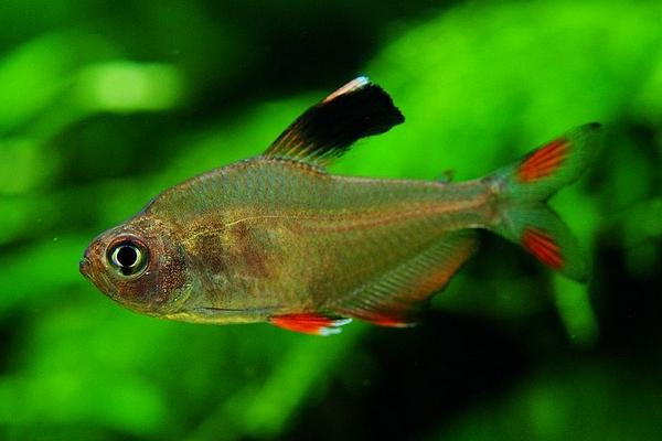 灯鱼适合的造景,灯鱼最简单的造景