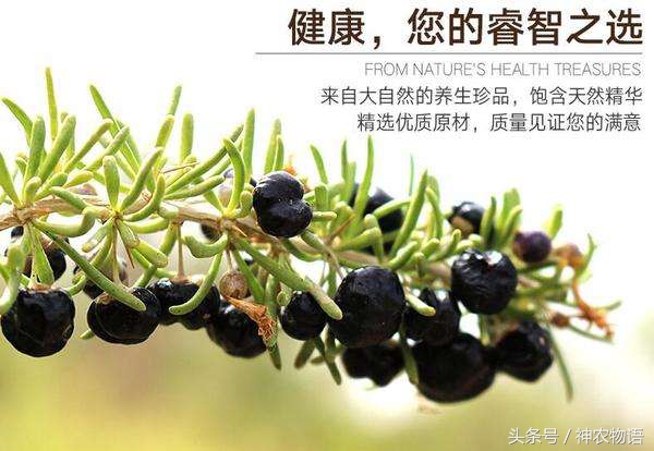 花青素之王黑枸杞图片,黑枸杞是花青素之王