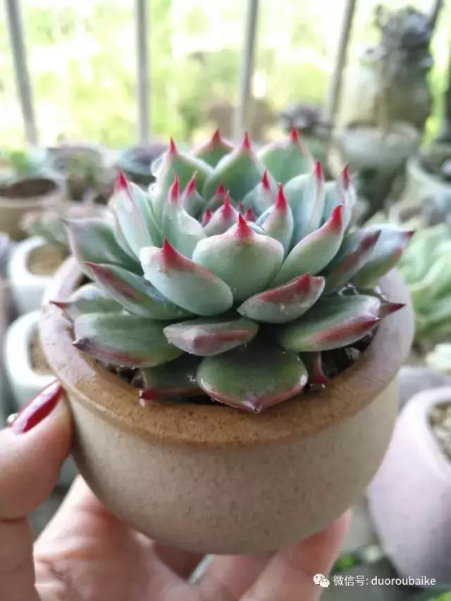 老桩多肉爱生根吗,多肉老法师老桩名品