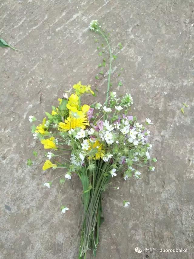 老桩多肉爱生根吗,多肉老法师老桩名品