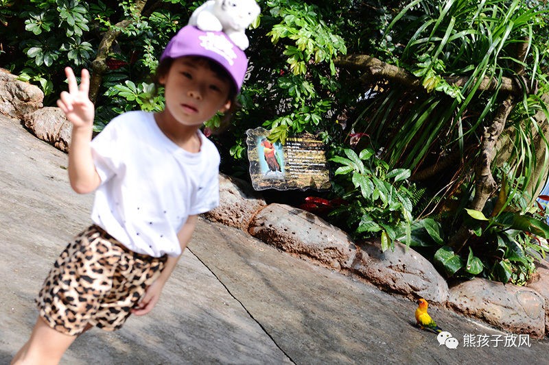 广州长隆野生动物园游玩攻略,广州长隆野生动物园攻略自由行