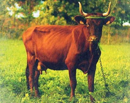 属牛人从20日开始运气好到年底,属牛生在5月20日好吗