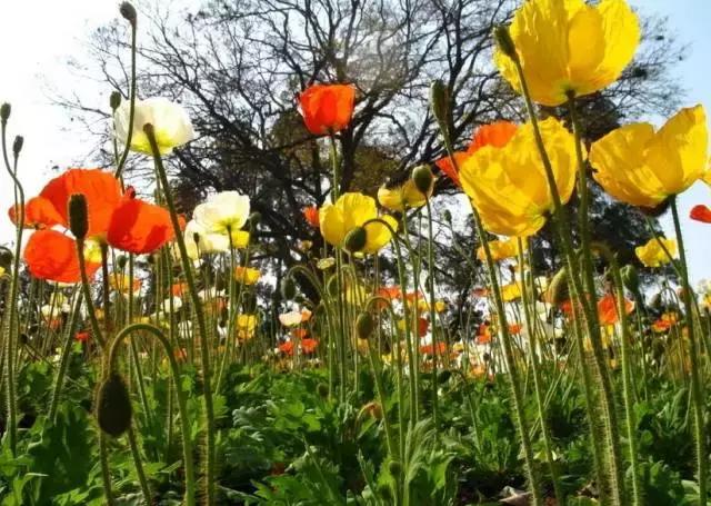 5鏈堜唤鎵︽彃浣曟椂鍙互涓婄泦,澶忓ぉ鎵︽彃鐨勬柟娉曞拰娉ㄦ剰浜嬮」