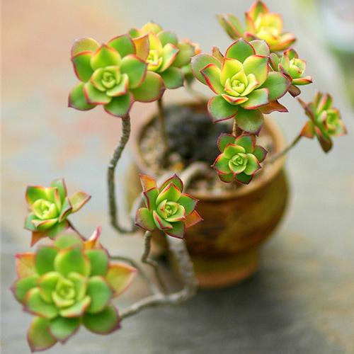 母亲节送什么花最好最合适呢,母亲节送什么花最好最实用