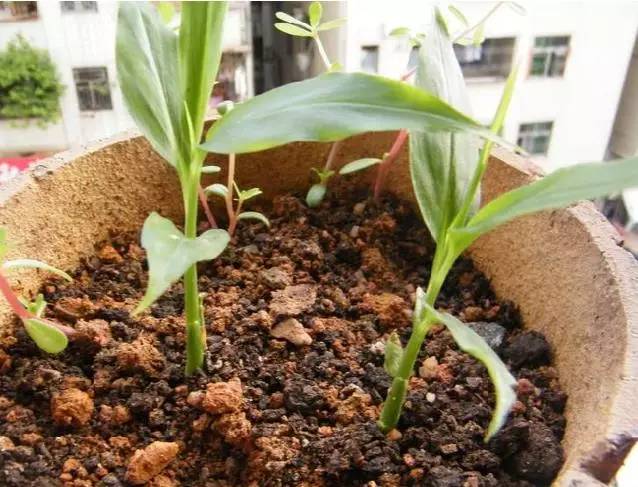 家庭阳台种生姜影响风水吗,阳台种姜技术视频全过程
