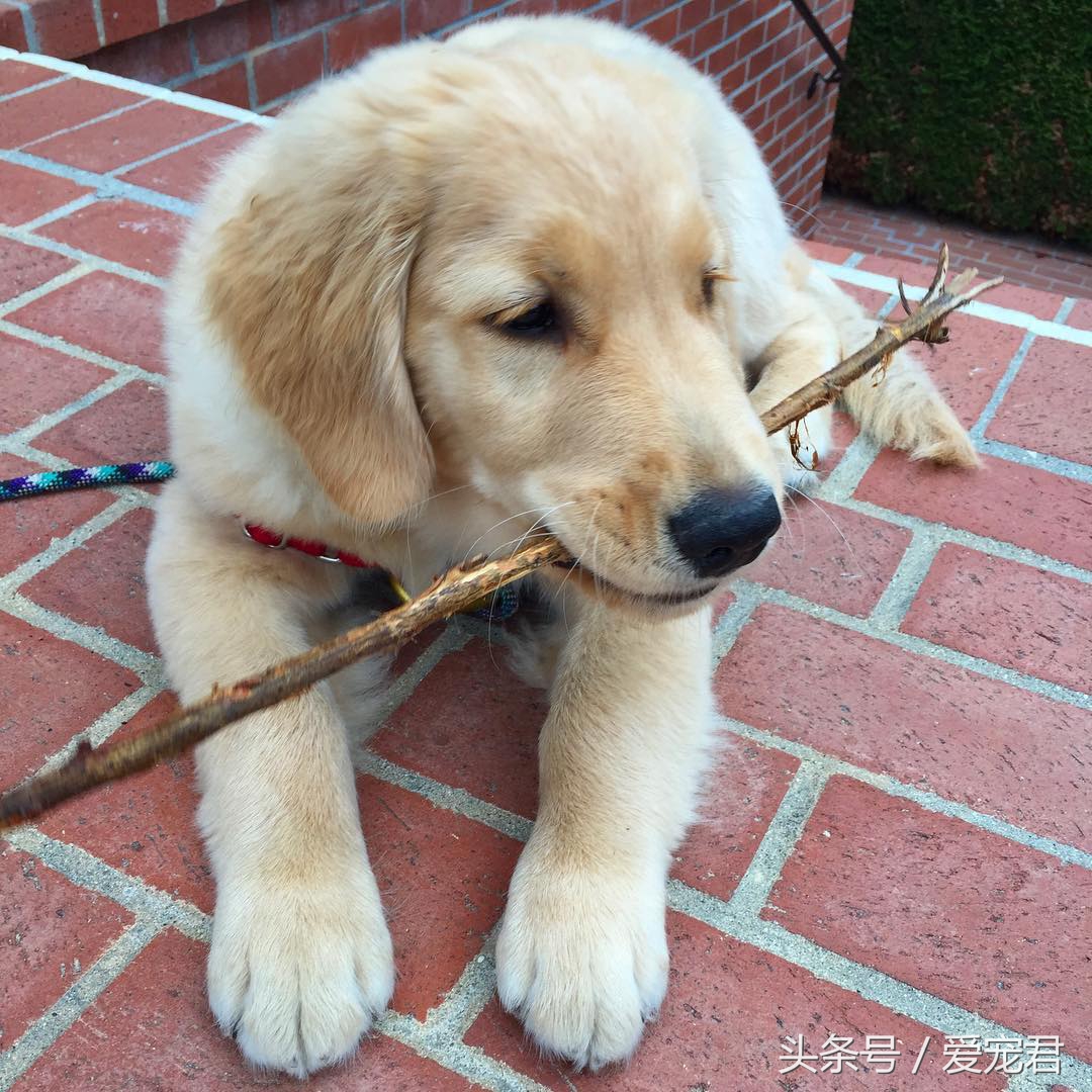 6个月的狗狗吃完奶吐奶怎么回事,半个月狗狗吐奶不爱吃奶怎么办