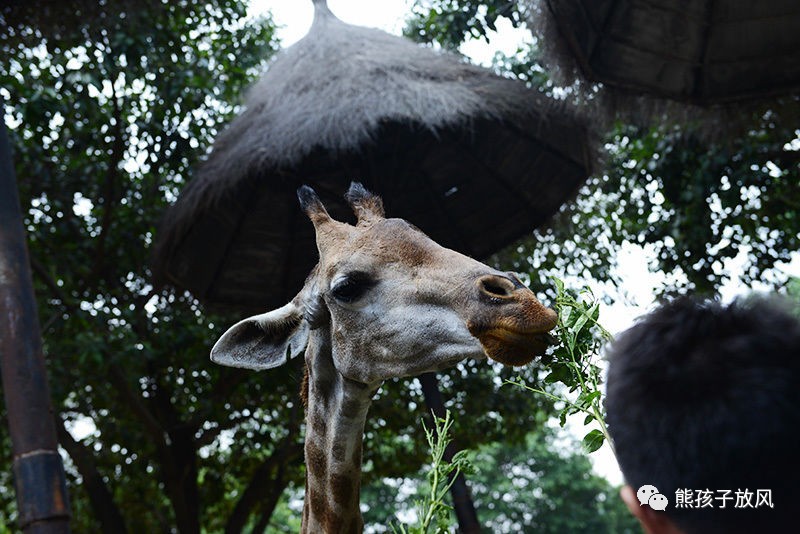 广州长隆野生动物园游玩攻略,广州长隆野生动物园攻略自由行