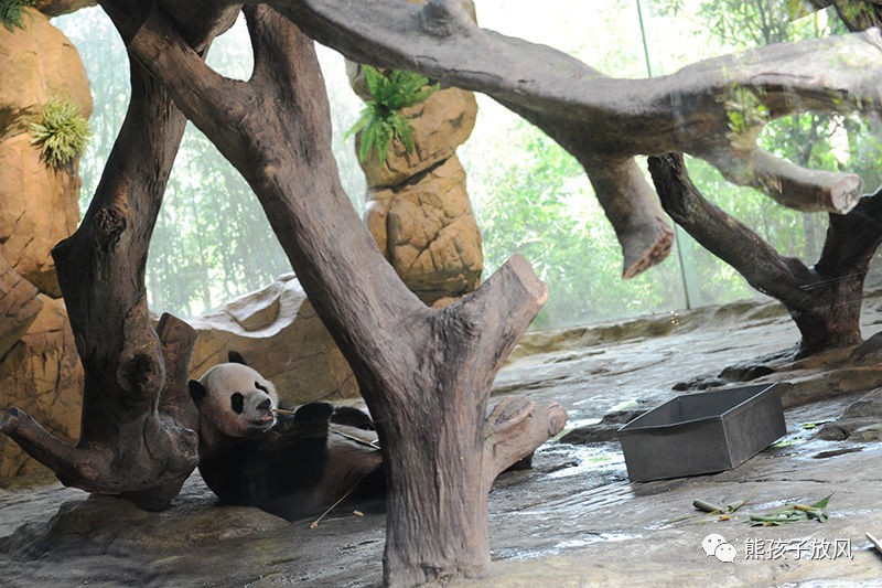 广州长隆野生动物园游玩攻略,广州长隆野生动物园攻略自由行