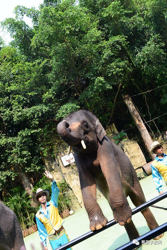 广州长隆野生动物园游玩攻略,广州长隆野生动物园攻略自由行