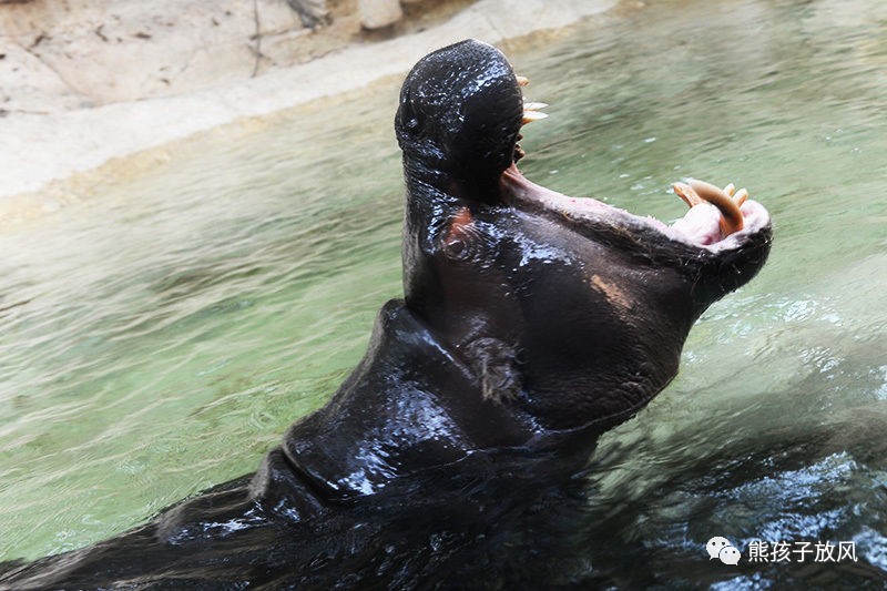 广州长隆野生动物园游玩攻略,广州长隆野生动物园攻略自由行